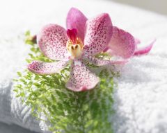 Tapeta Nature Flowers 143.jpg